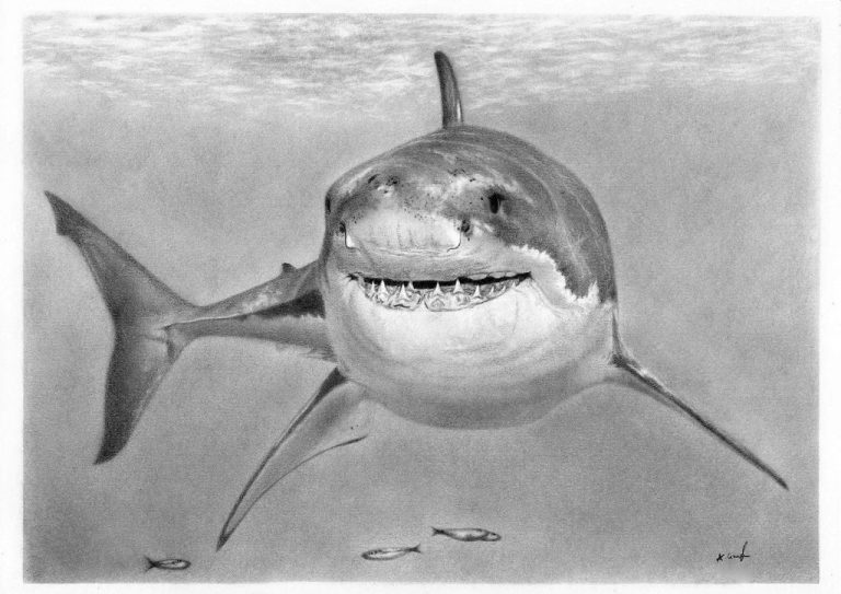 RealisticSharkDrawing3 Neo šaman